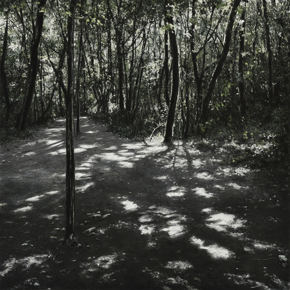 Bois de Païolive  XXI