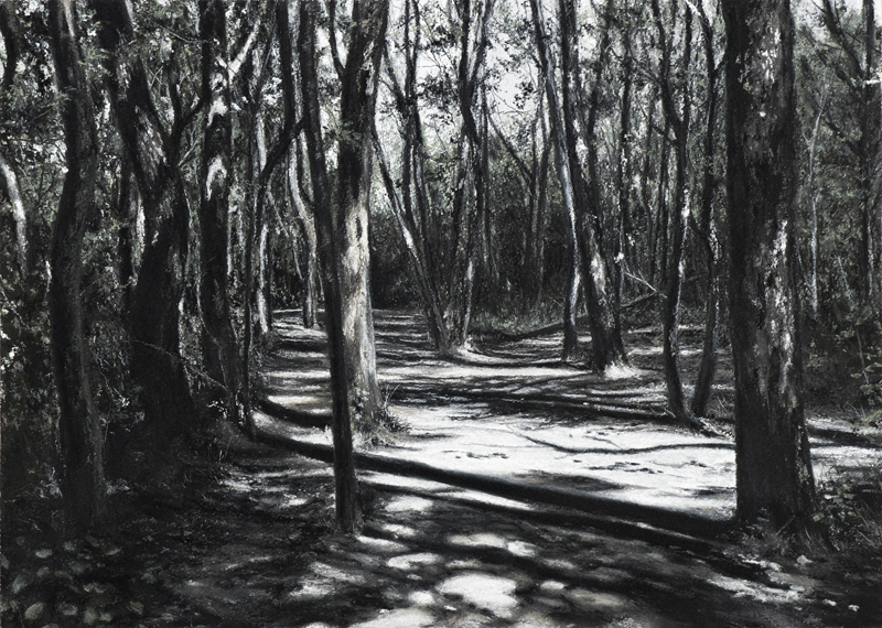 Bois de Païolive IV